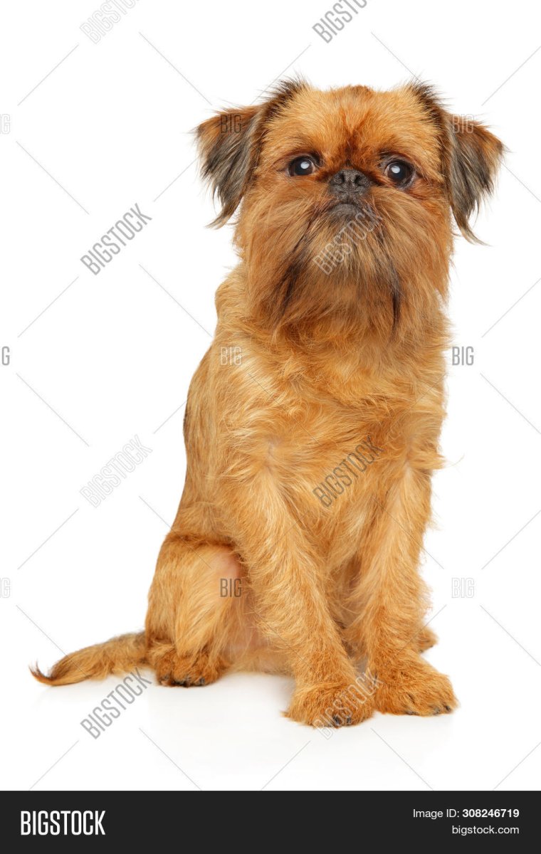 Гриффон в очках