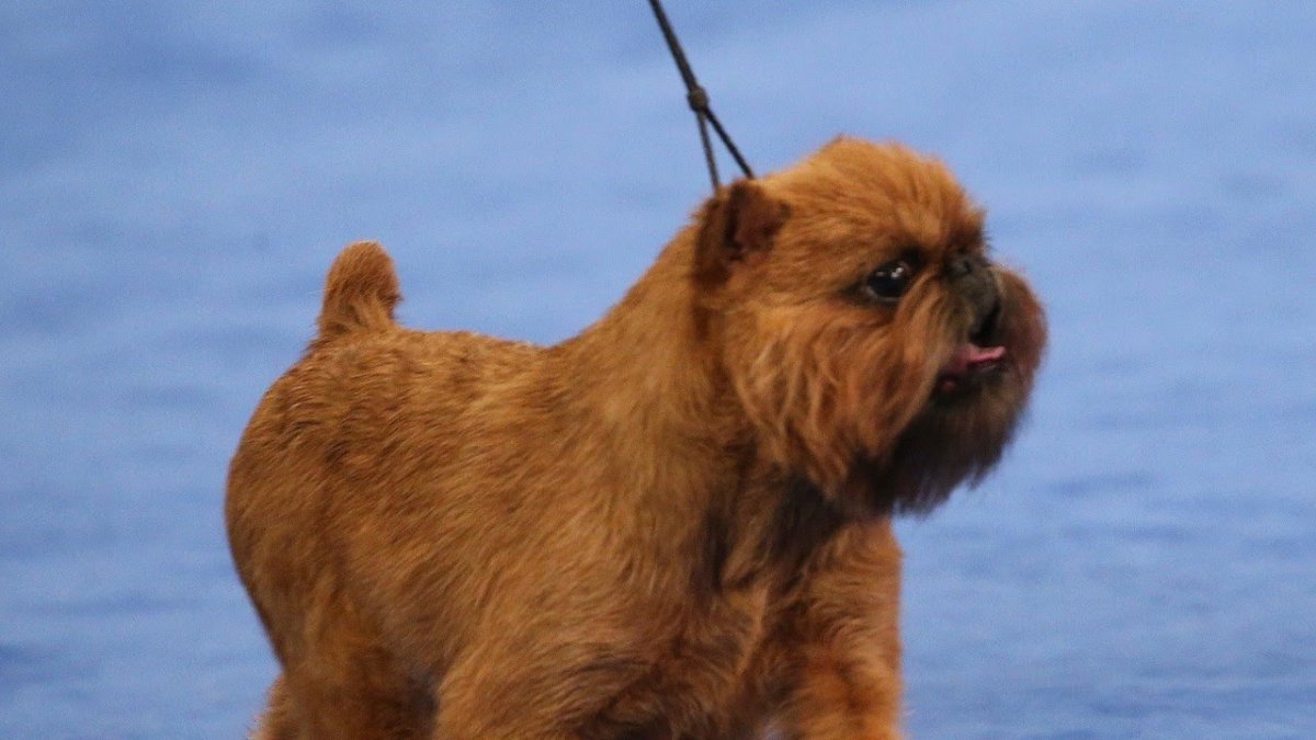 Брюссельский гриффон грязный