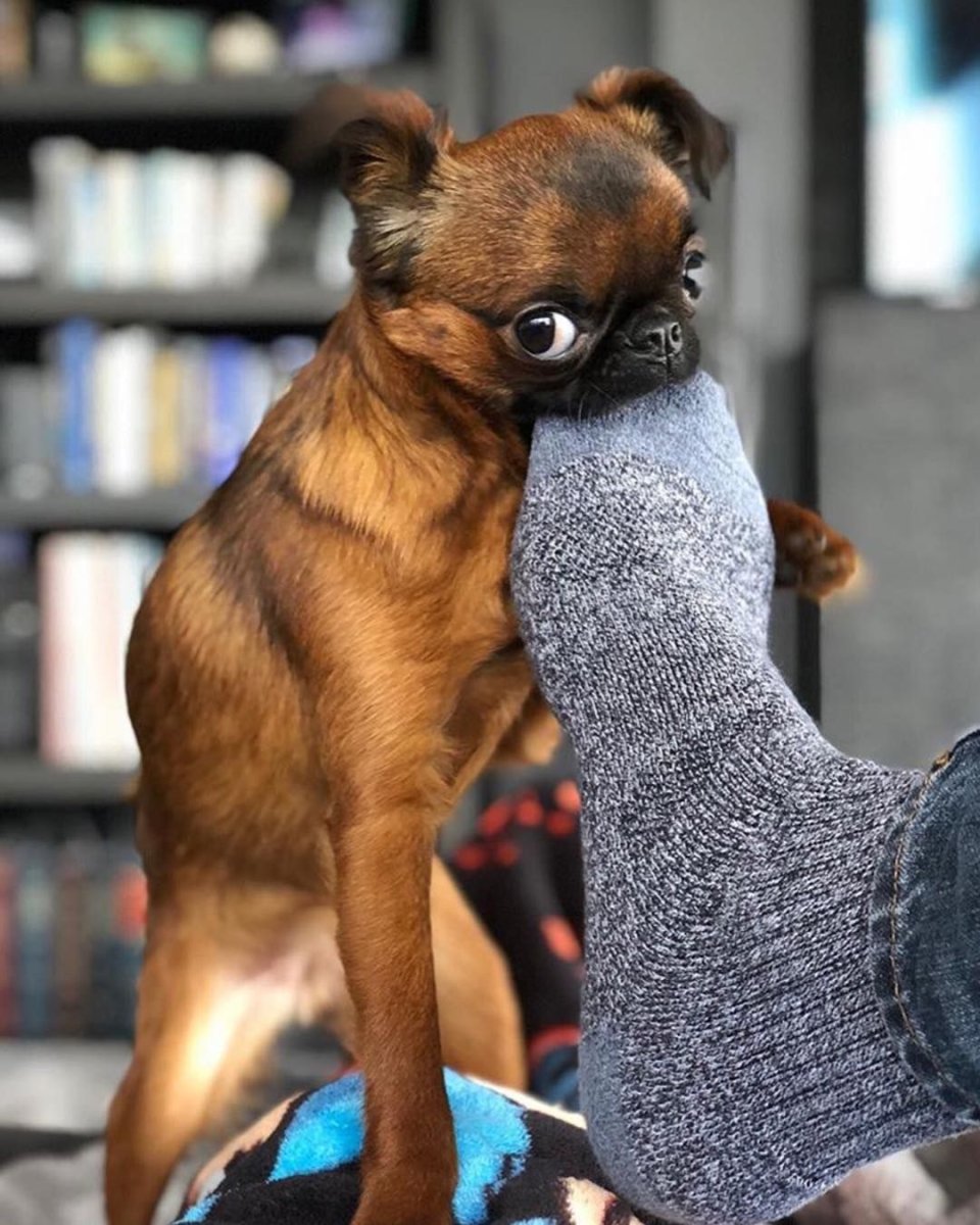 Бельгийский гриффон