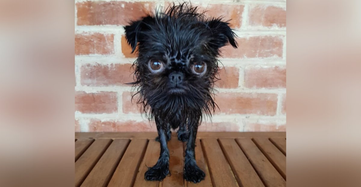 Бельгийский гриффон