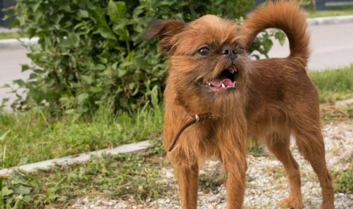 Russisch Geist питомник