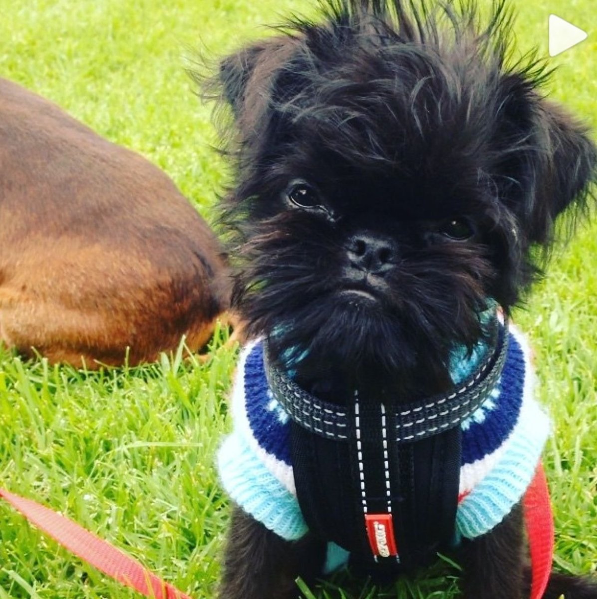 Порода собак Грифон с фото