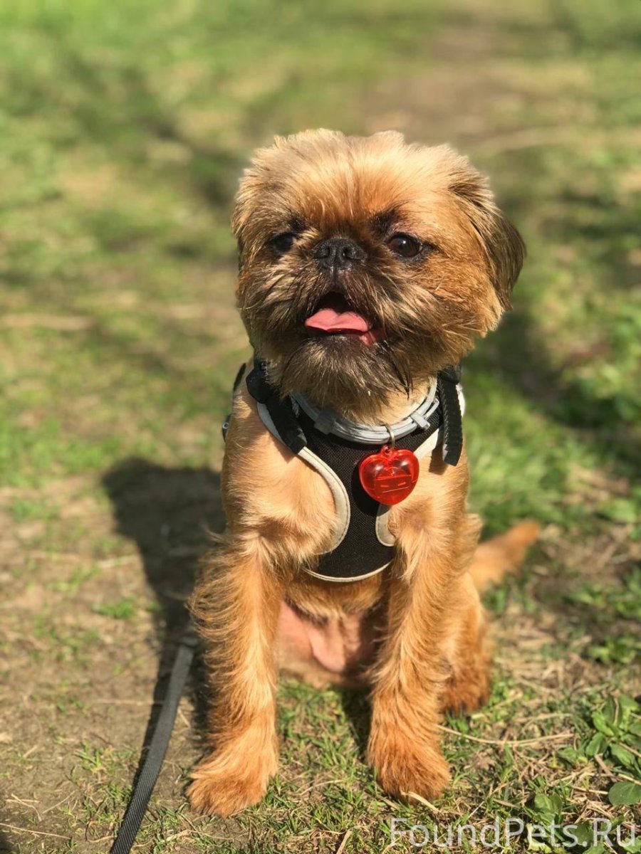 Гриффон бельгийский Брюссельский