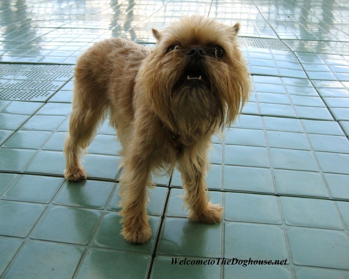 Порода собак гриффон и чихуахуа отличия