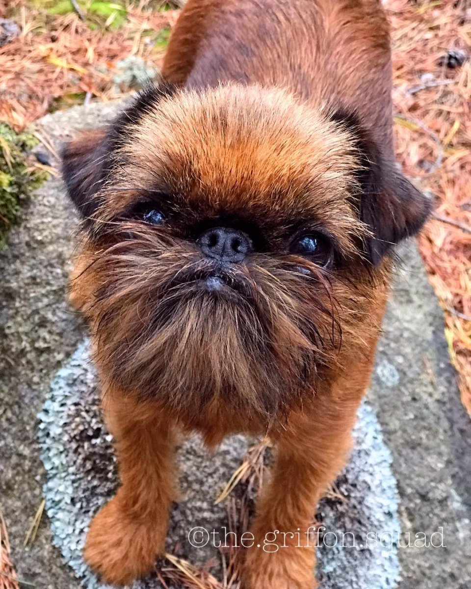 Брюссельский гриффон собака