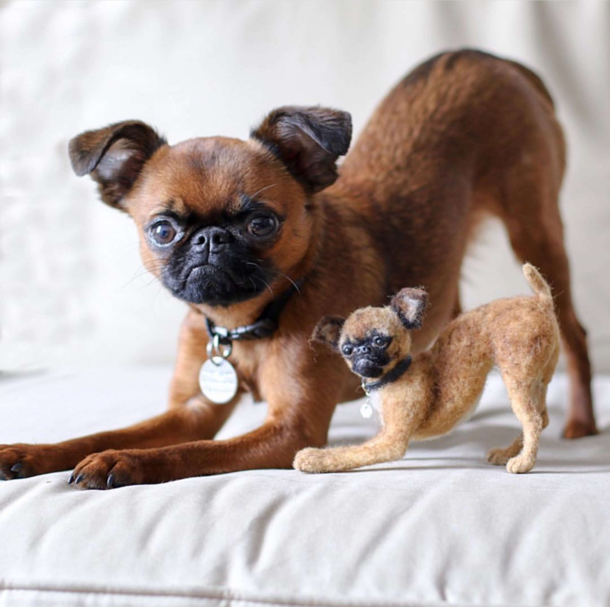 Бельгийский гриффон зубы