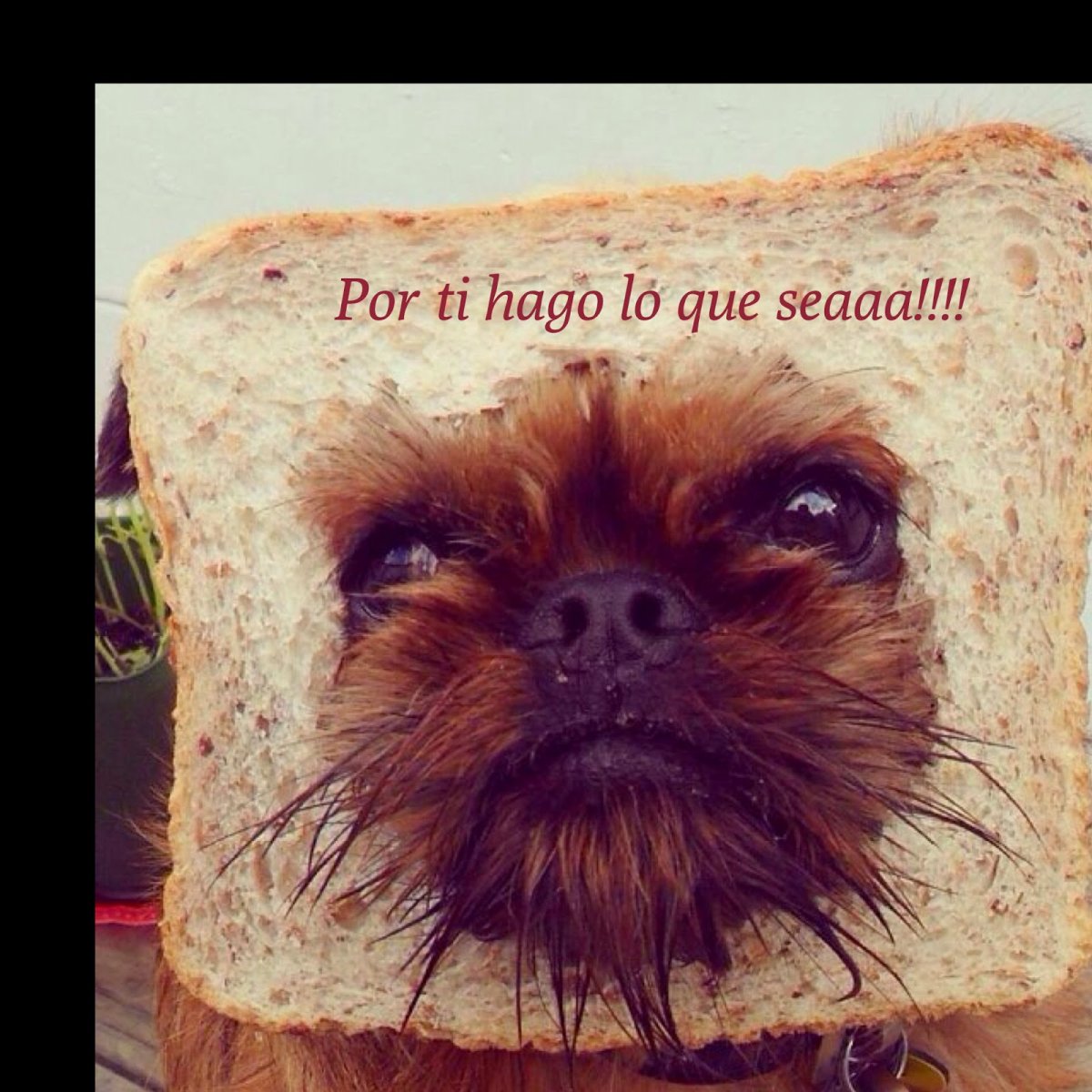 Гриффон собака Аффенпинчер