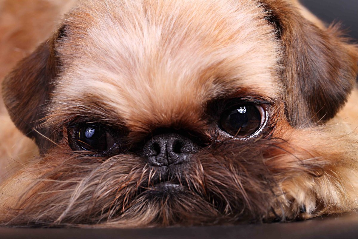 Гриффон собака девочка