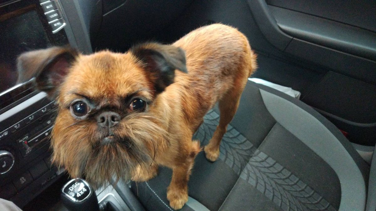 У брюссельского гриффона челюсть вбок