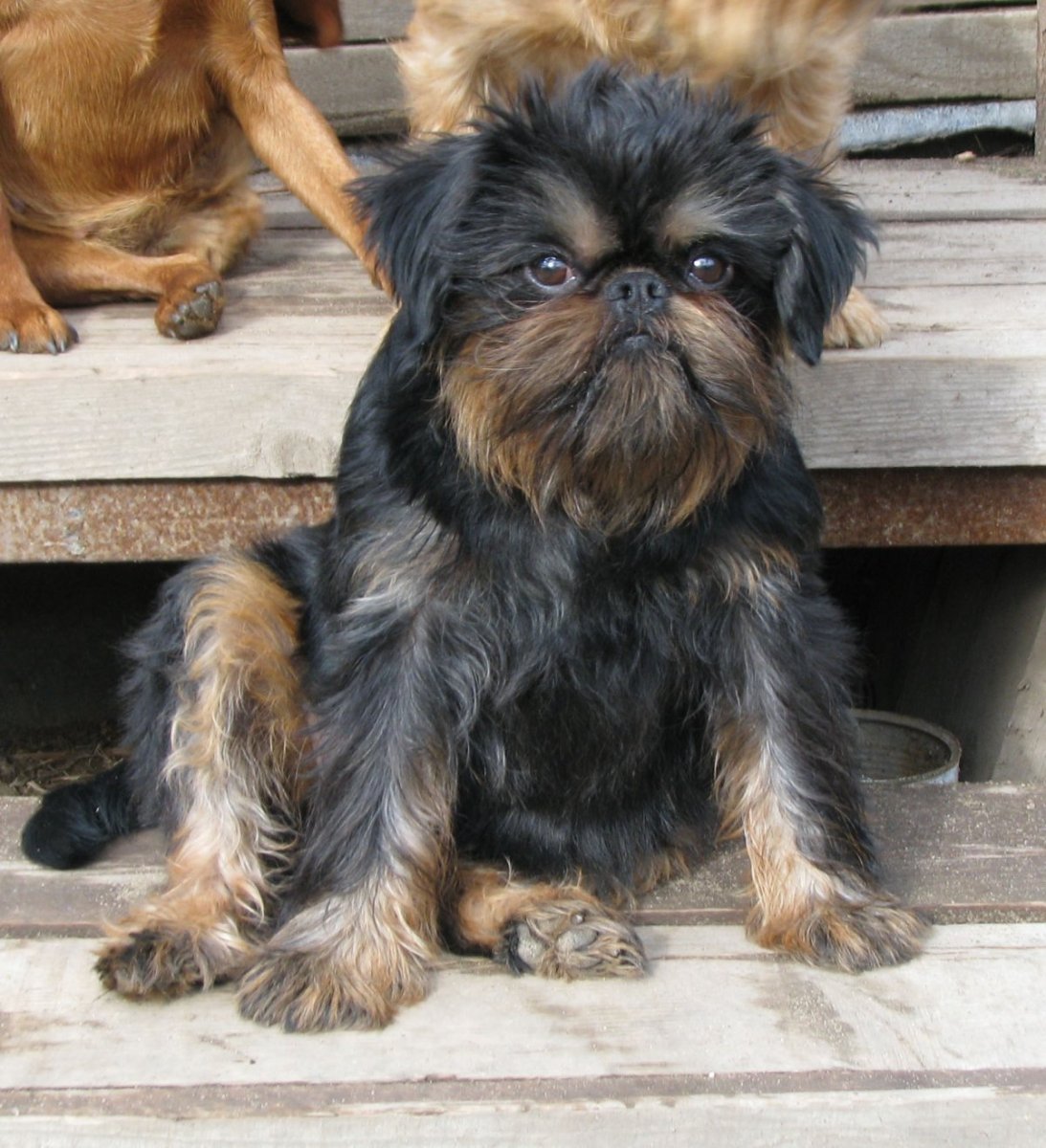 Собаки Домовята