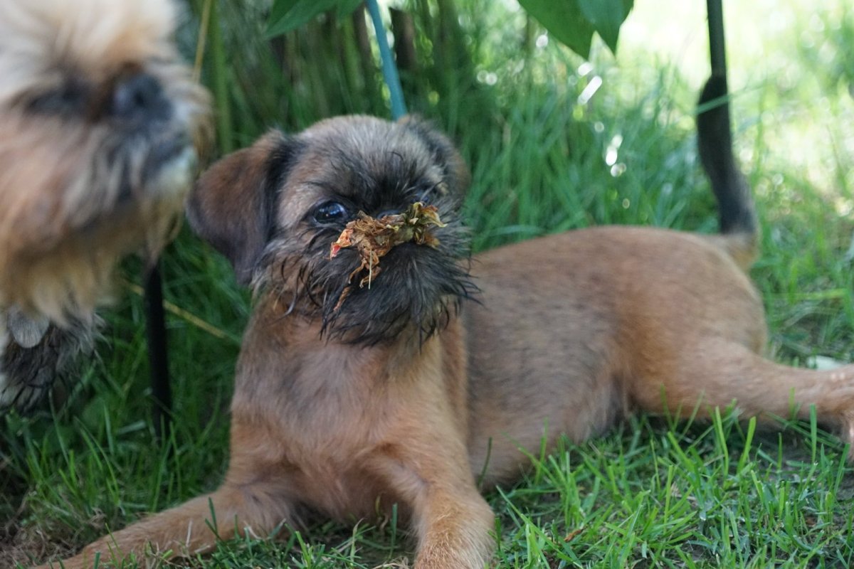 Гриффон бельгийский бородатый