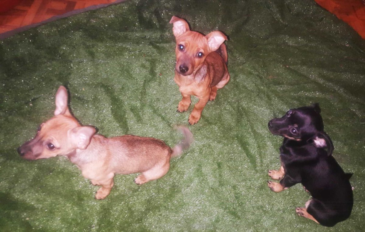 Метис РПБ И добермана