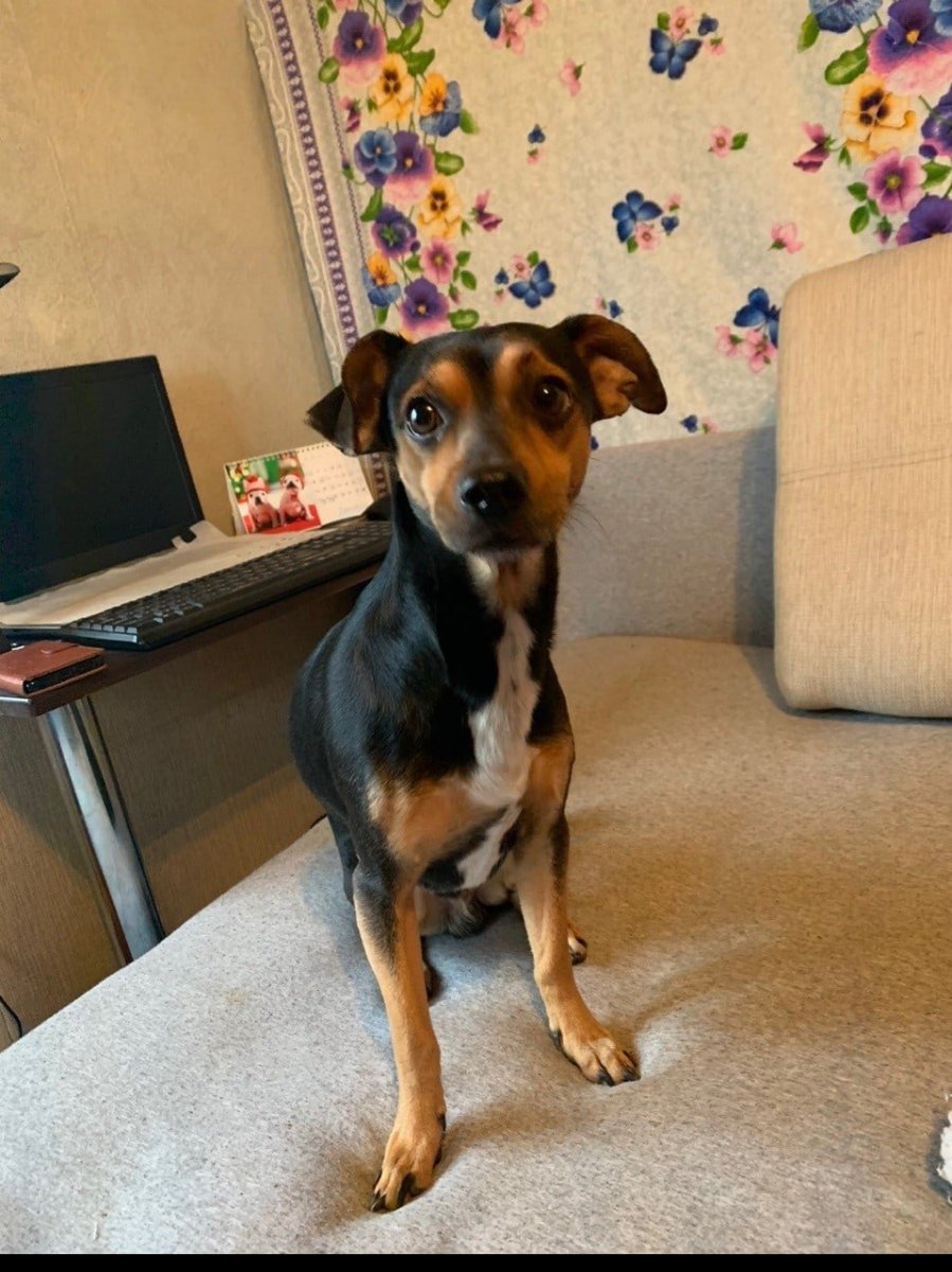 Цвергпинчер метис