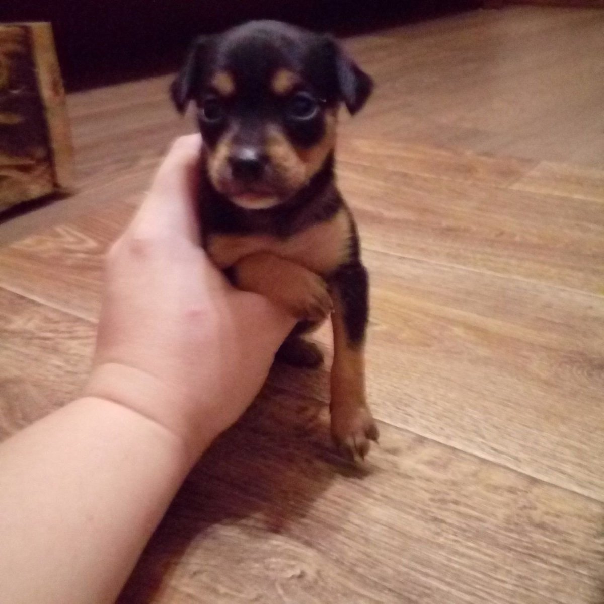 Спящие Цвергпинчеры