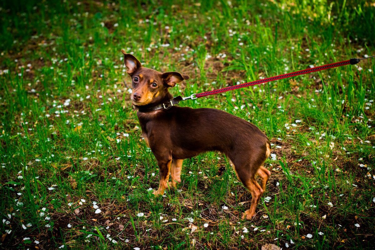 Метис пинчера