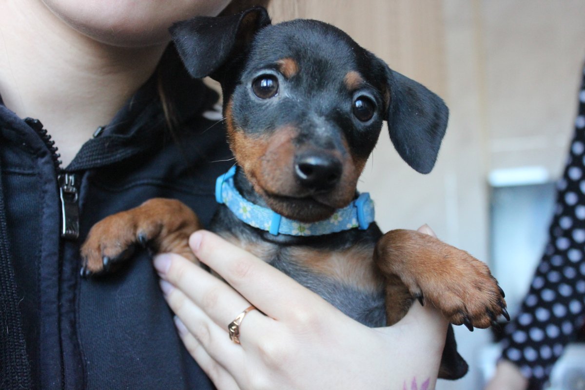 Цвергпинчер коричнево-подпалый