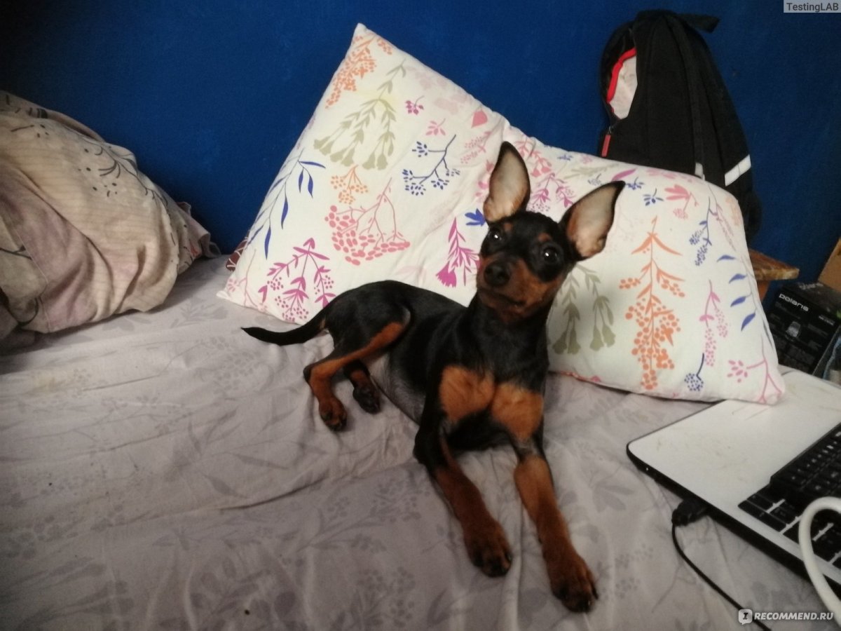 Метис карликового пинчера