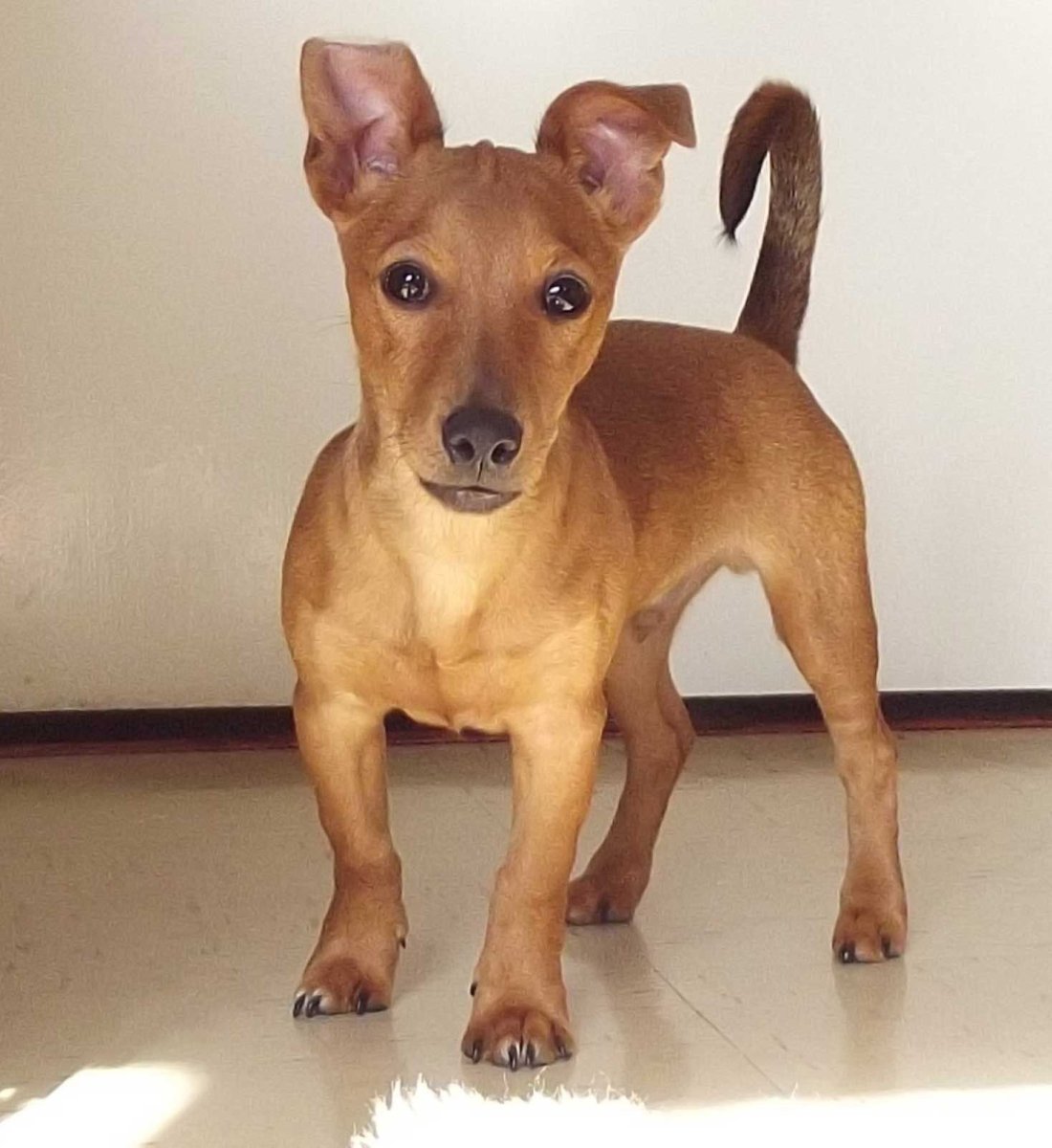 Метис хаски и добермана