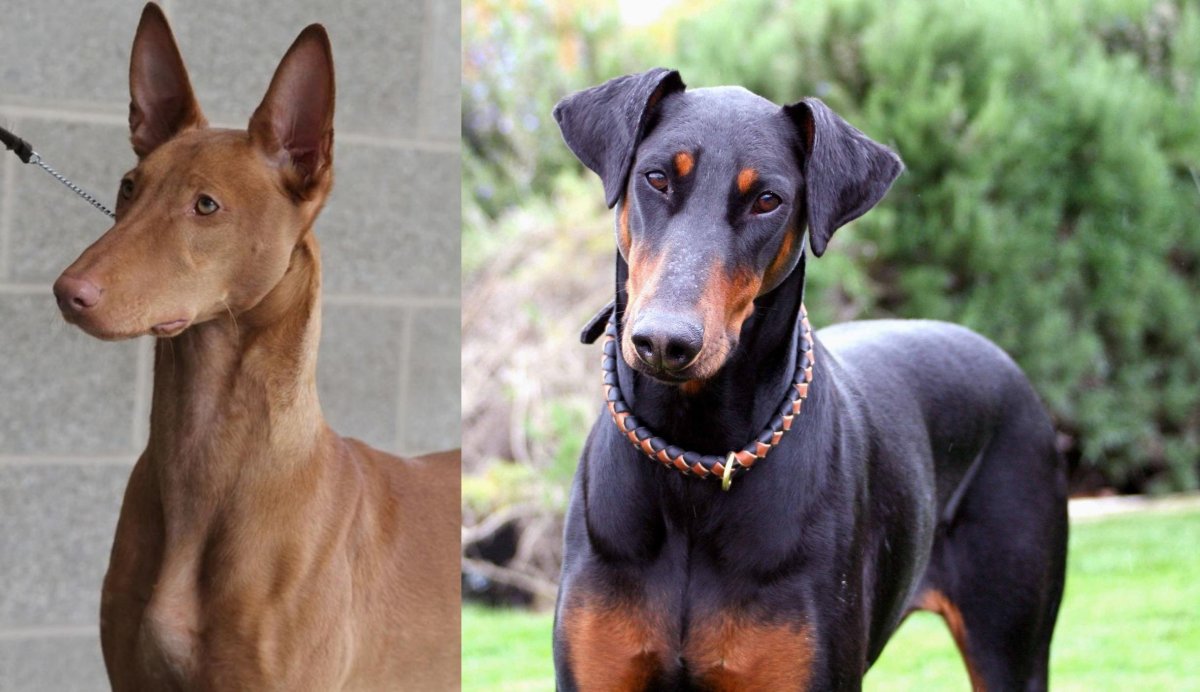 Цвергпинчер Рассел метис