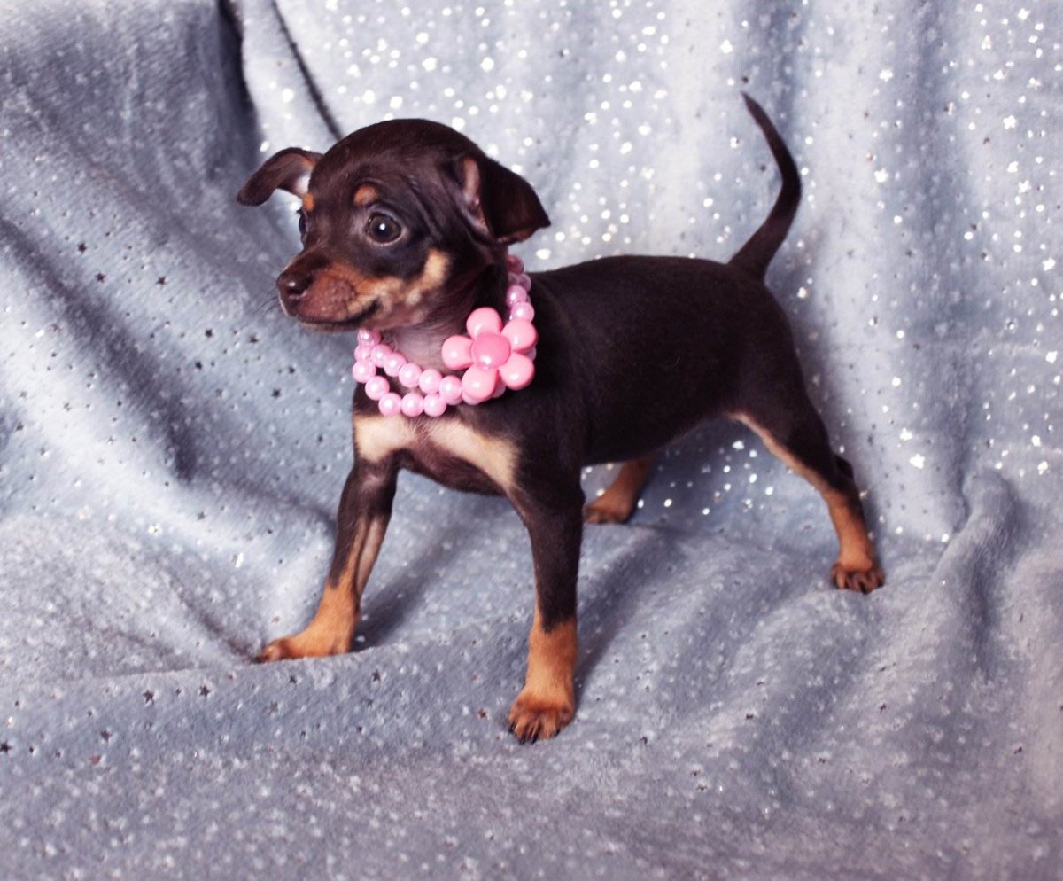 Такса пинчер