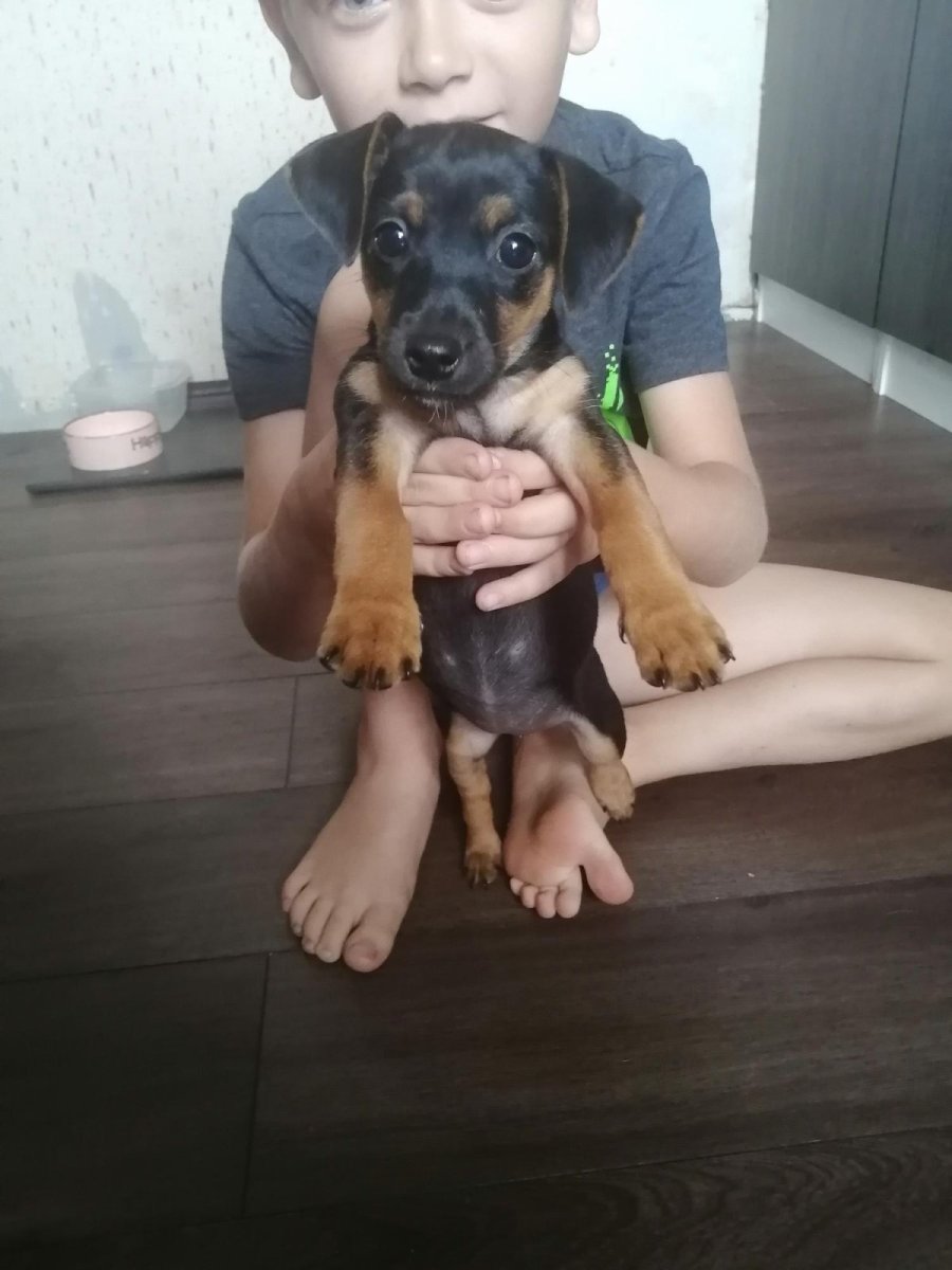 Пинчер щенок и взрослый