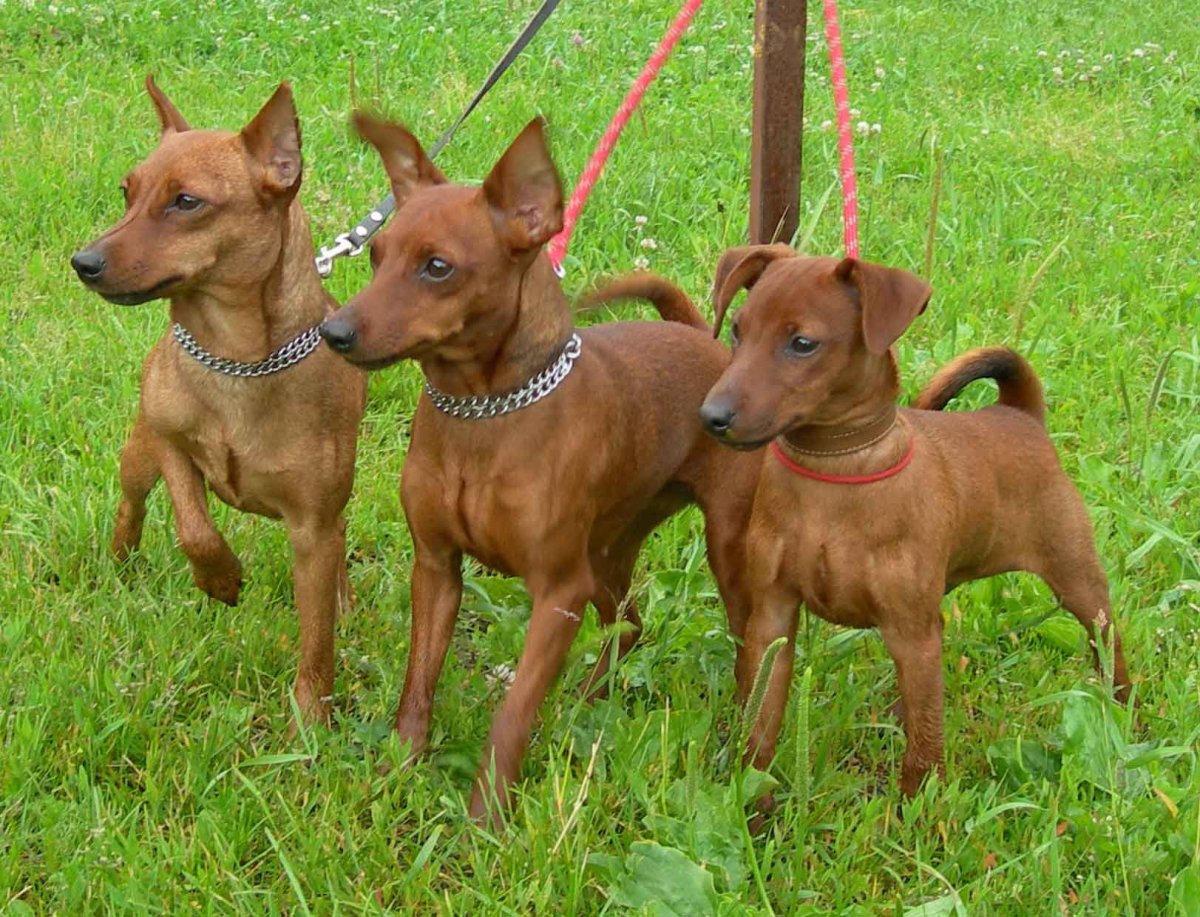 Цвергпинчер и Ягдтерьер сравнение