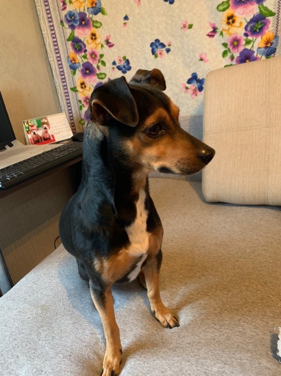 Цвергпинчер и такса метис