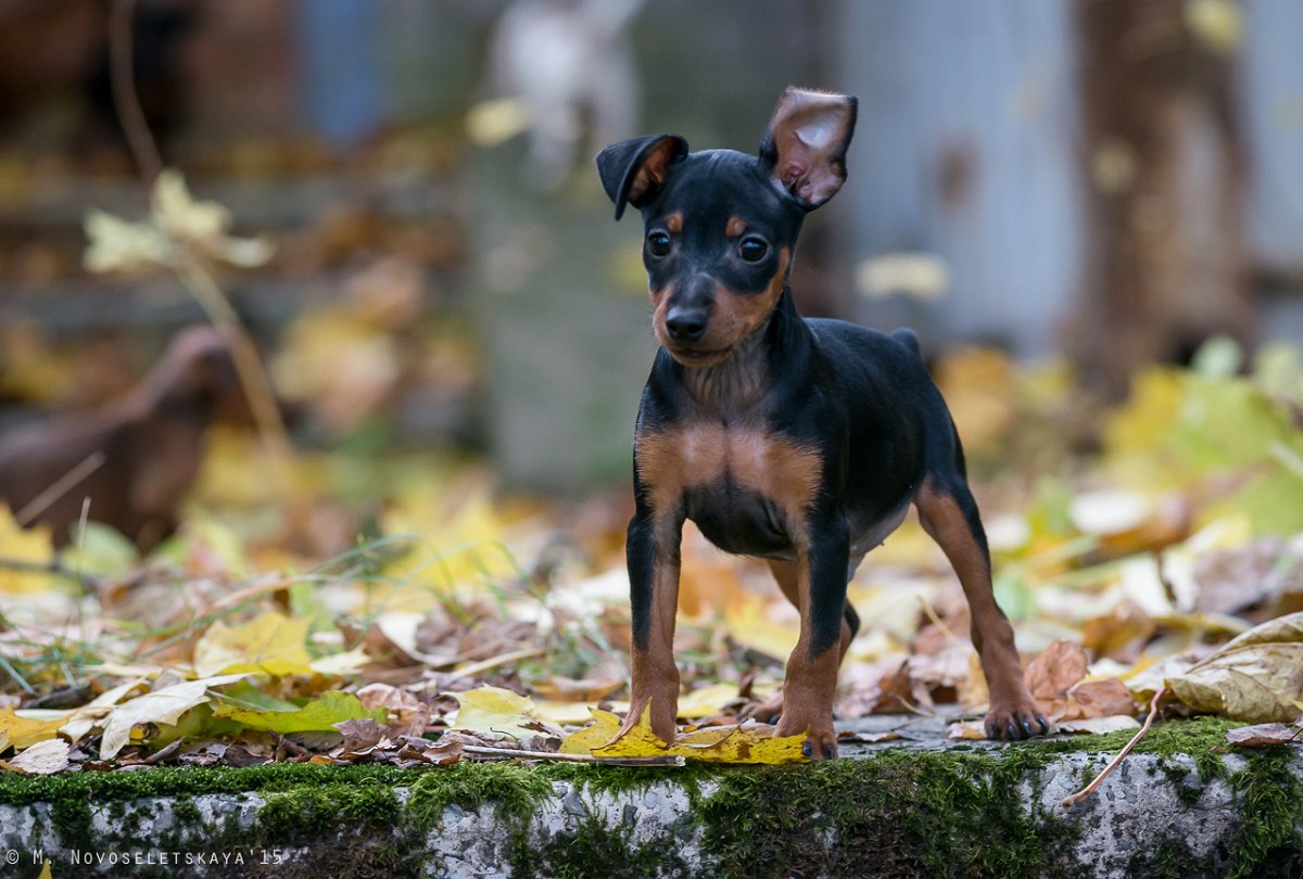 Карликовый пинчер щенки