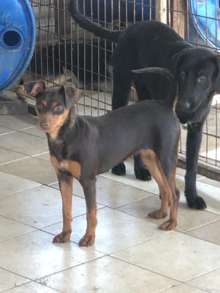 Заставки на рабочий стол собака пинчер