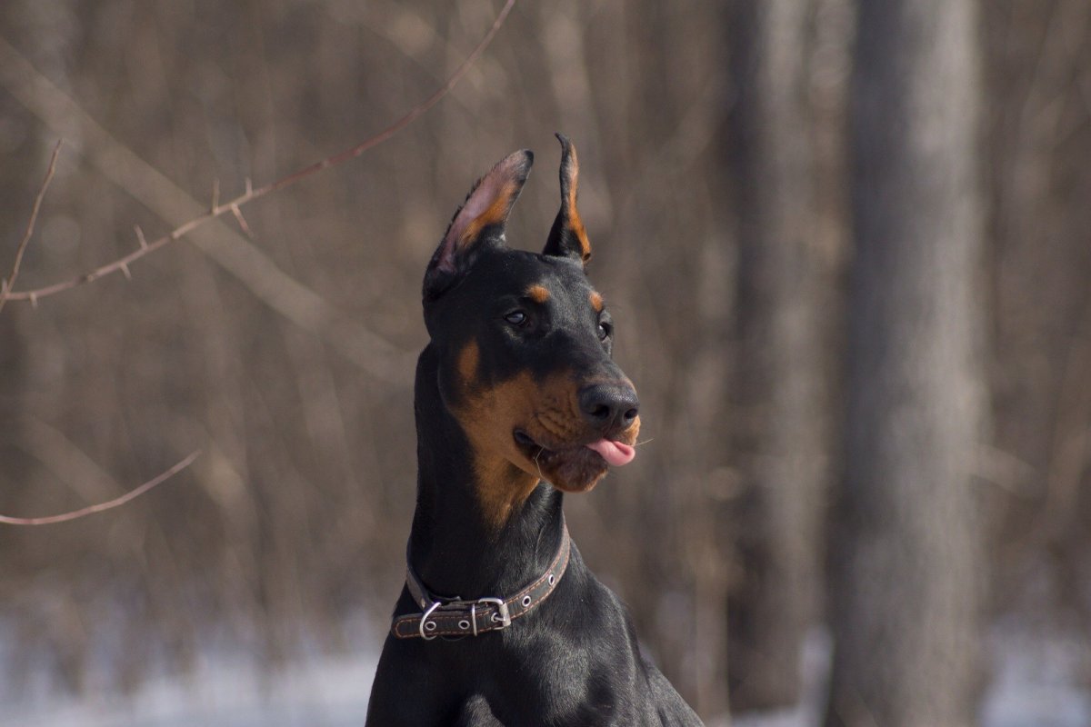 Мини Доберман и чихуахуа