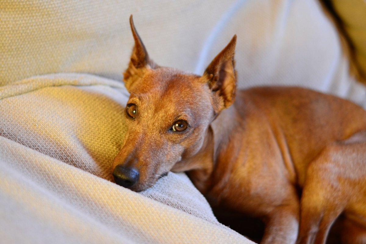 Метис карликового пинчера