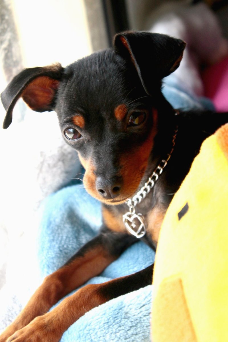 Цвергпинчер Эстетика