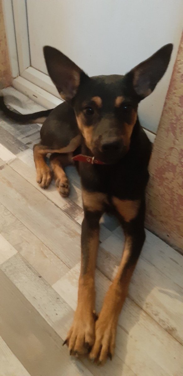 Пинчер чихуахуа