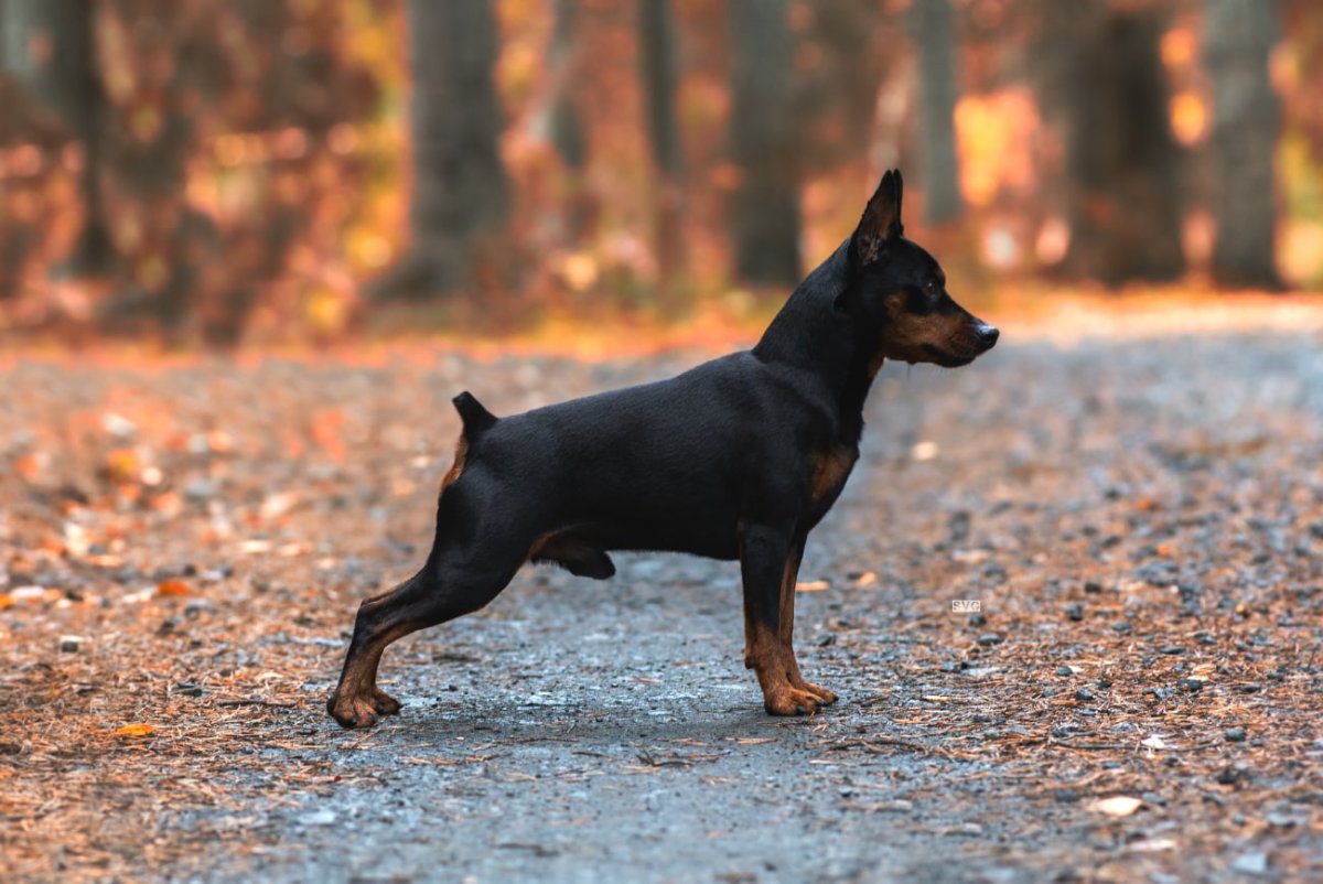 Цвергпинчер и той терьер метисы