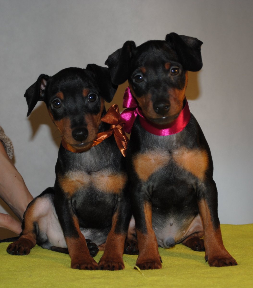 Цвергпинчер немецкий пинчер и Доберман