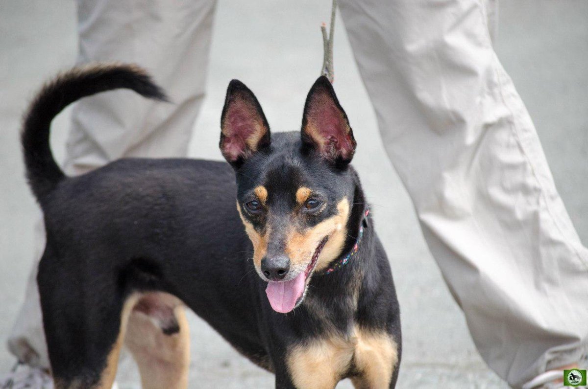 Помесь карликового пинчера и той терьера