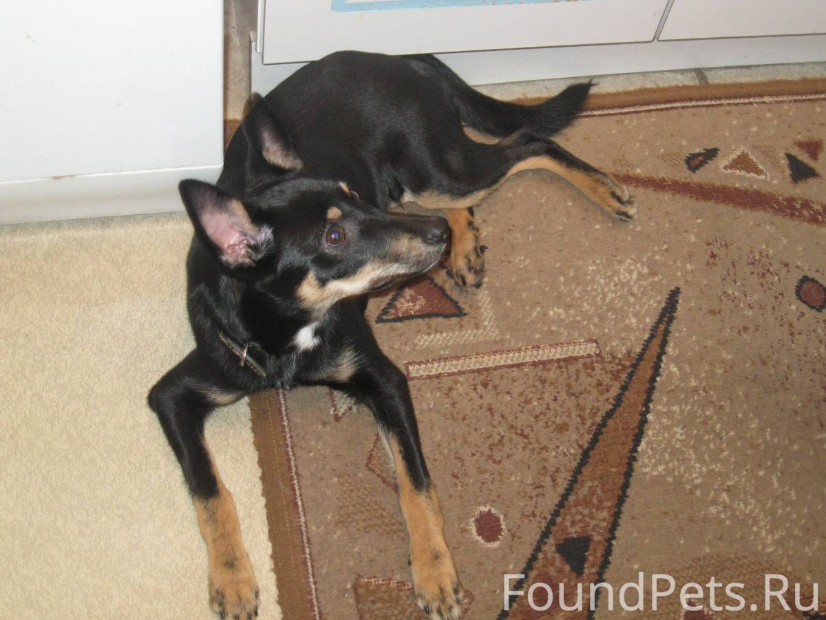 Метис пинчера