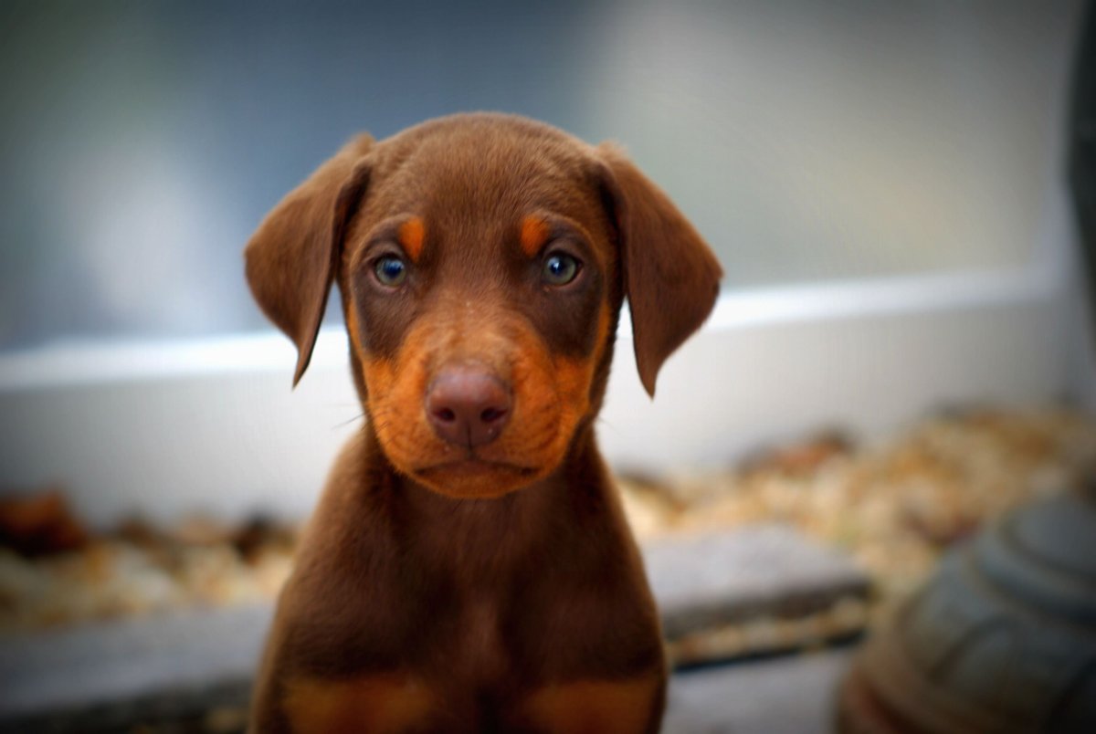 Цвергпинчер и такса метис