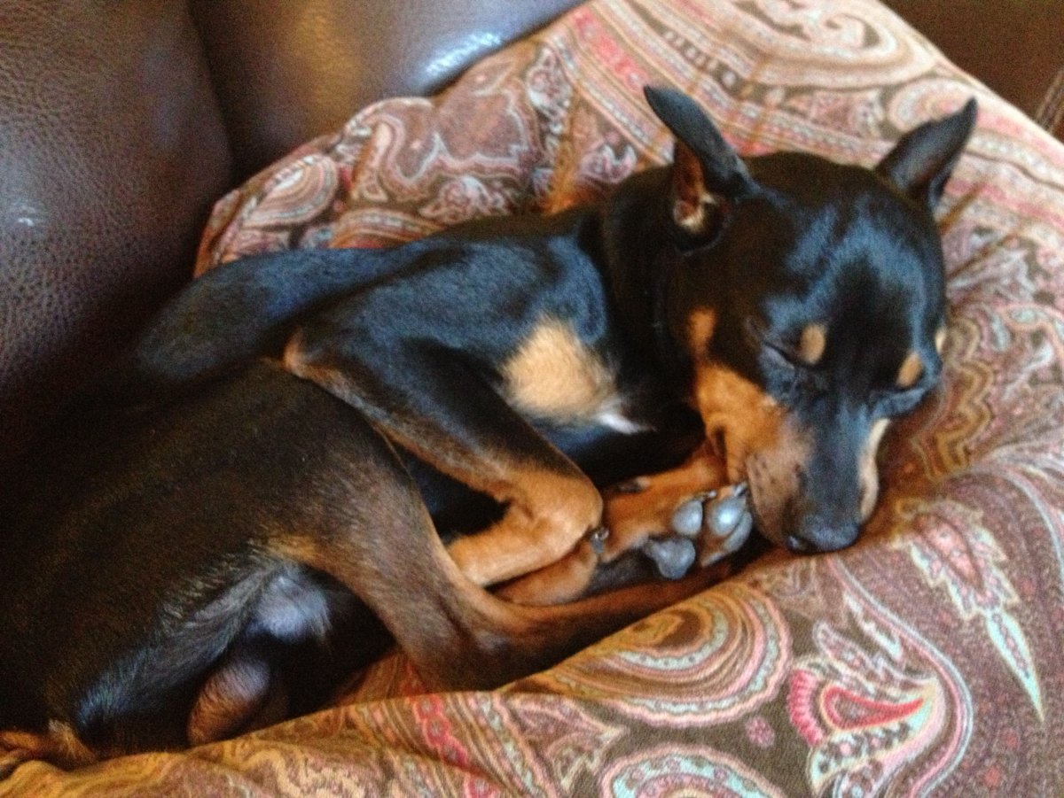 Карликовый Доберман белый