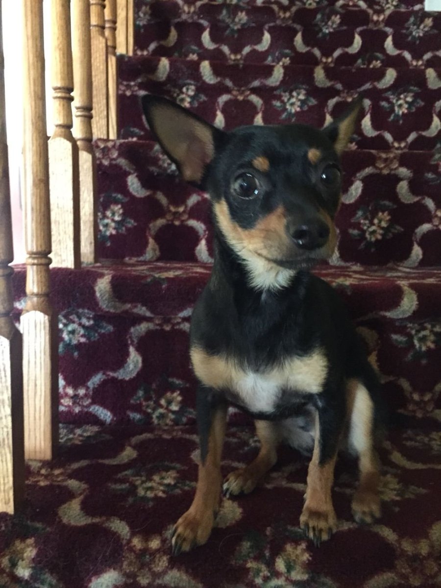 Доберман американский vs Европейский