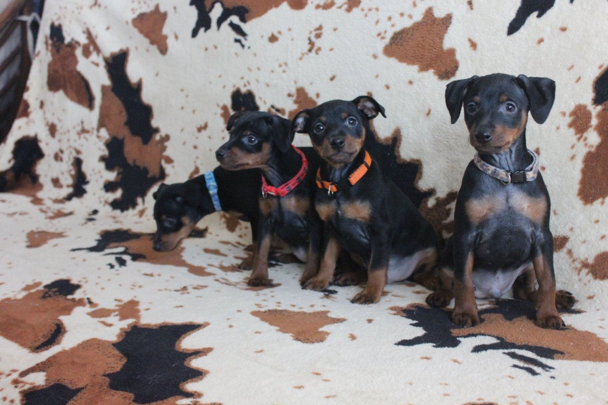 Доберман фото