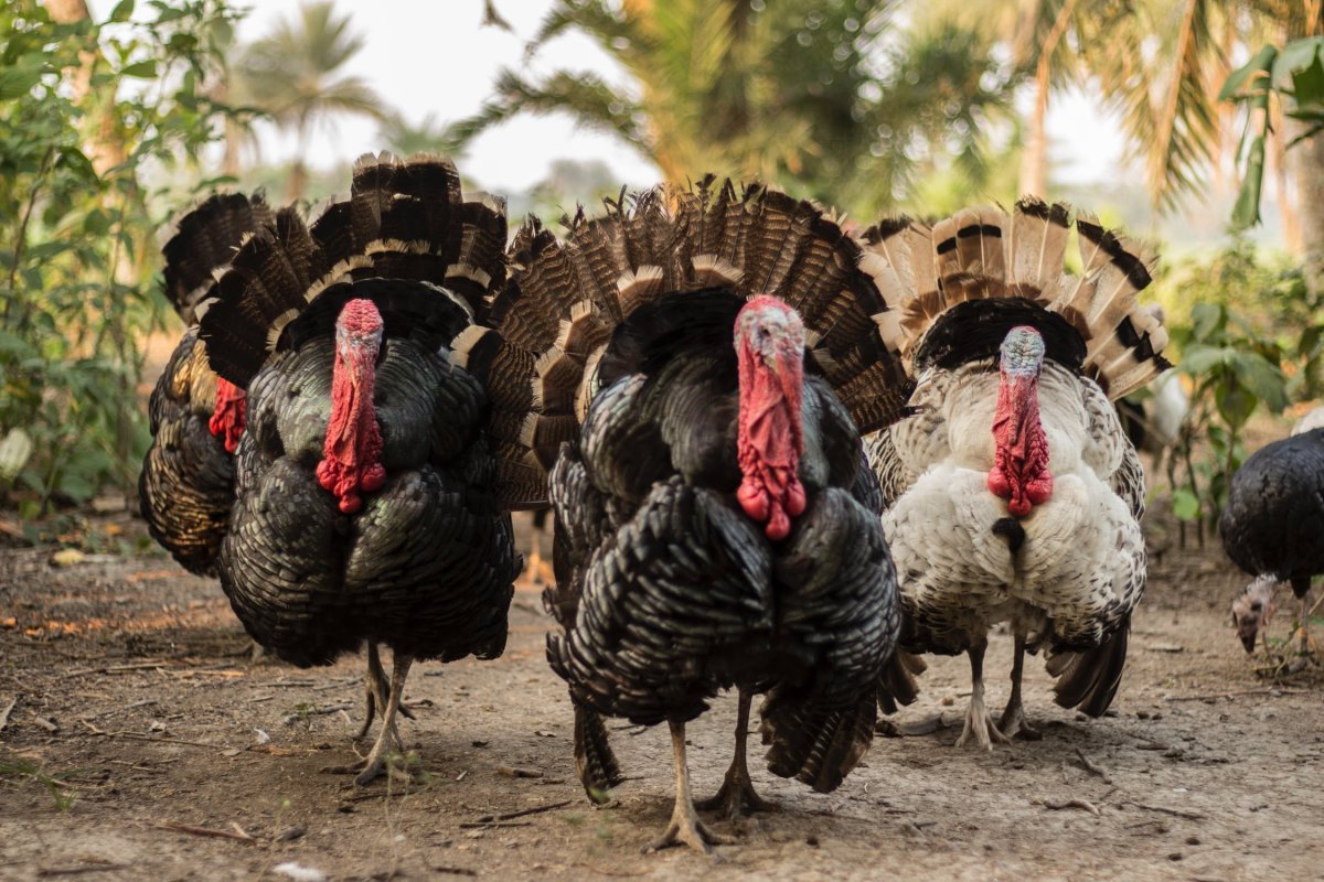 Индейка и курица