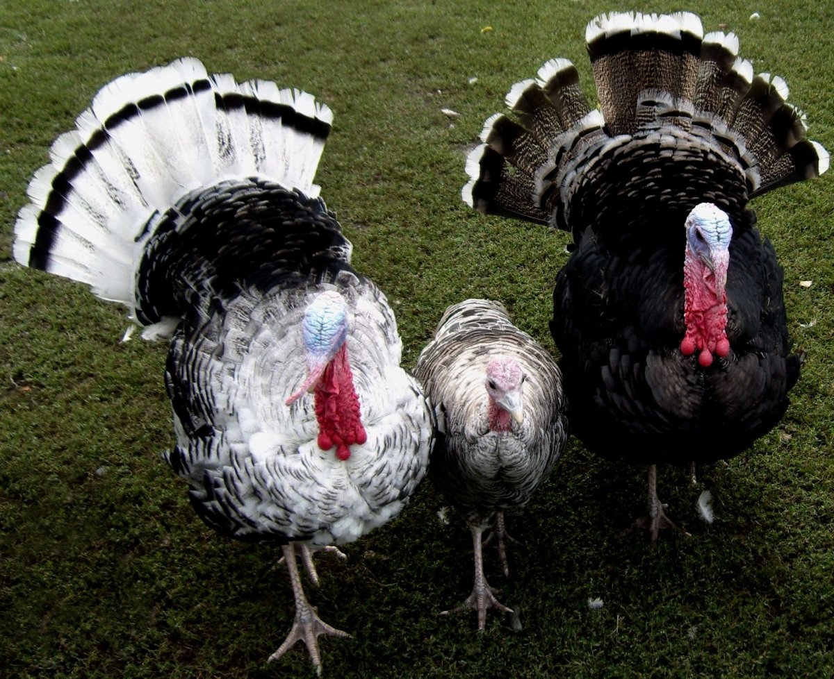 Семья индюк индейка индюшата