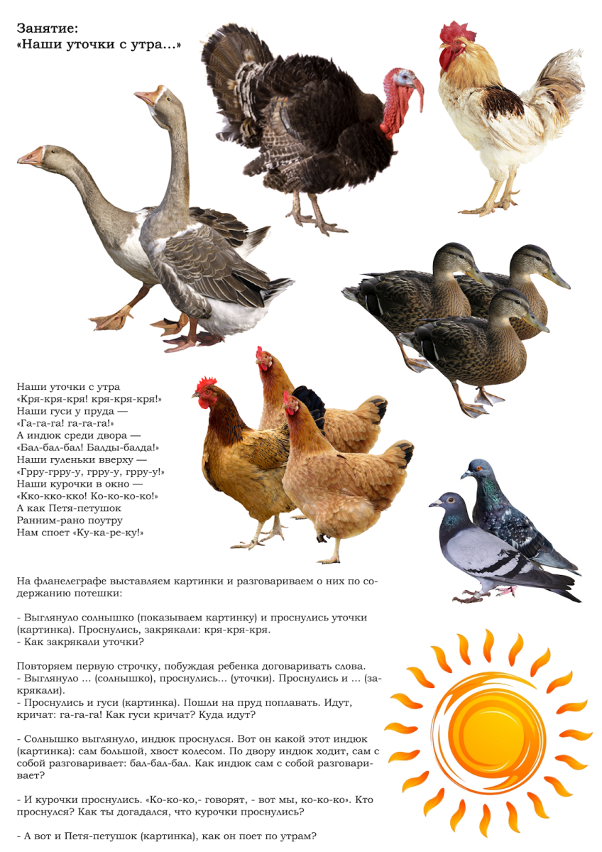 Занятие домашние птицы