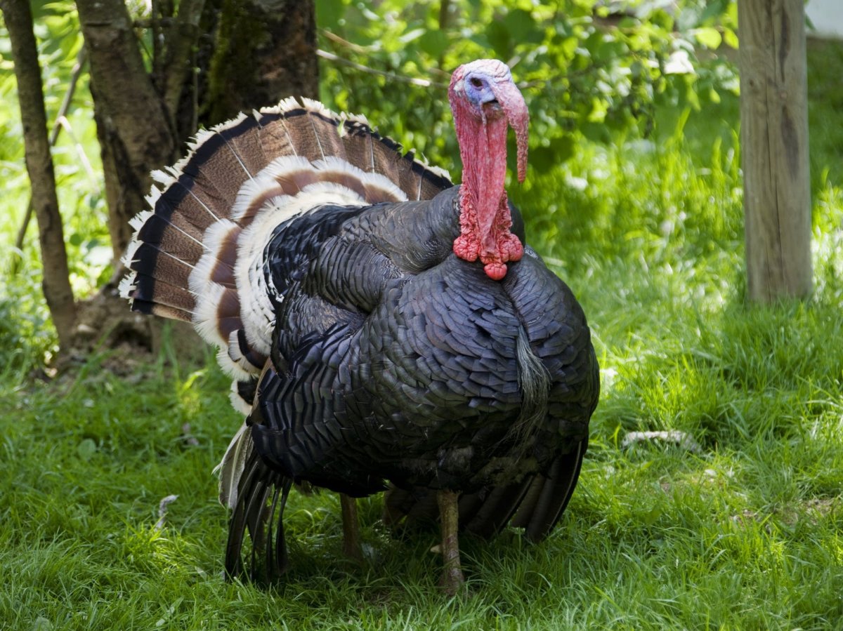 Человек индюк