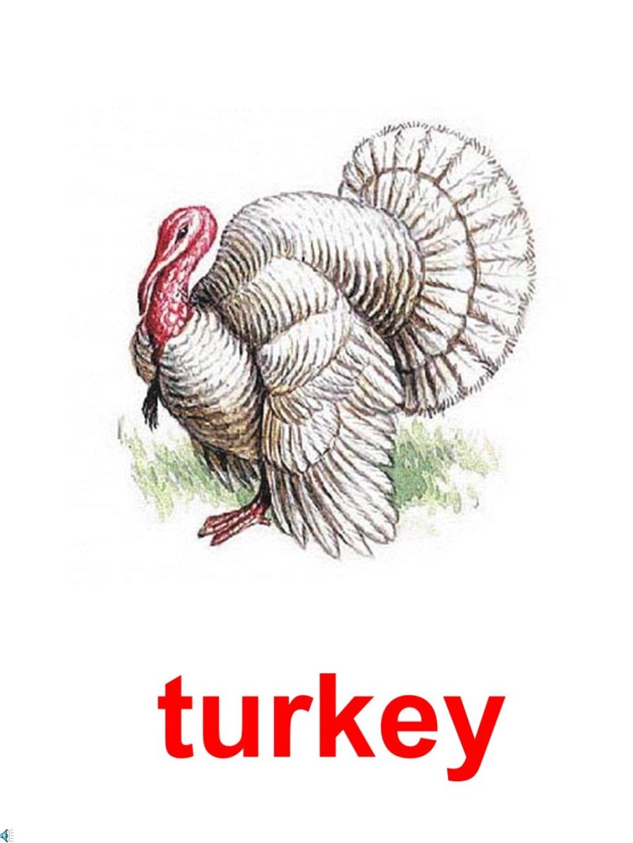 Карточка индюк