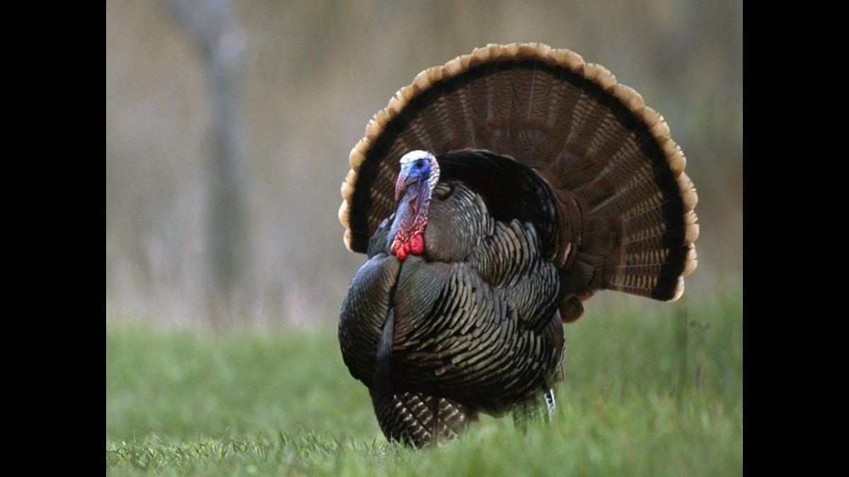 Злобный индюк