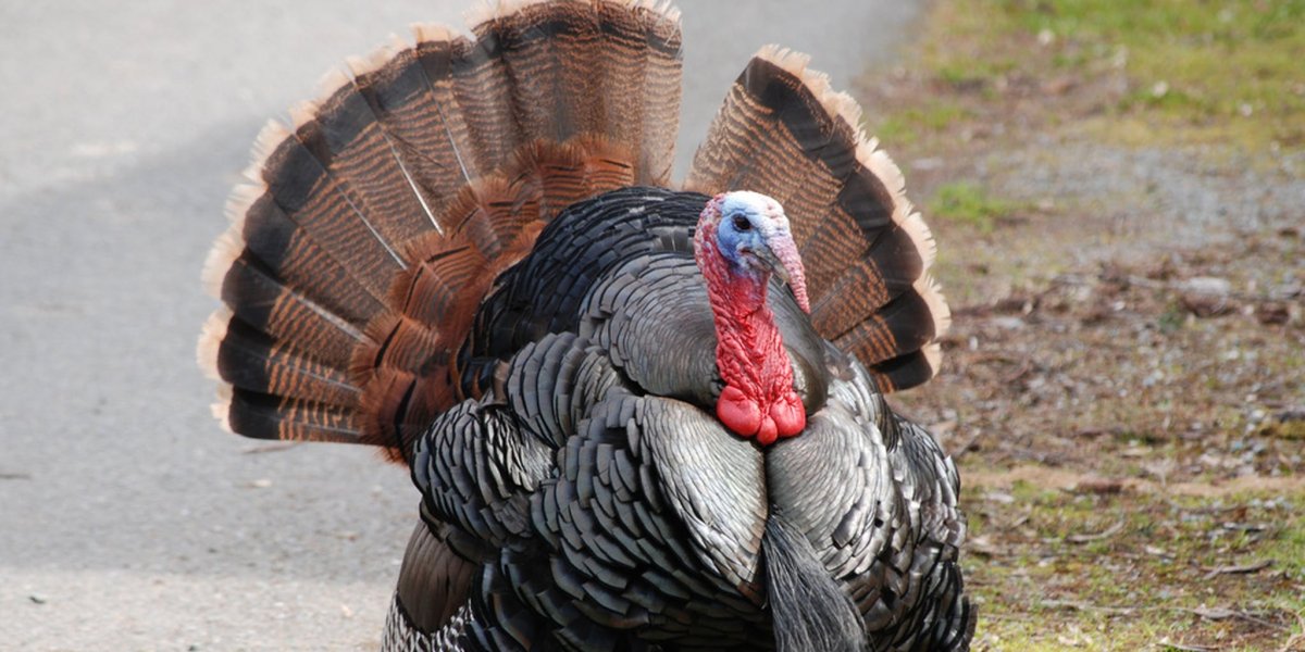 Индюк с распущенным хвостом