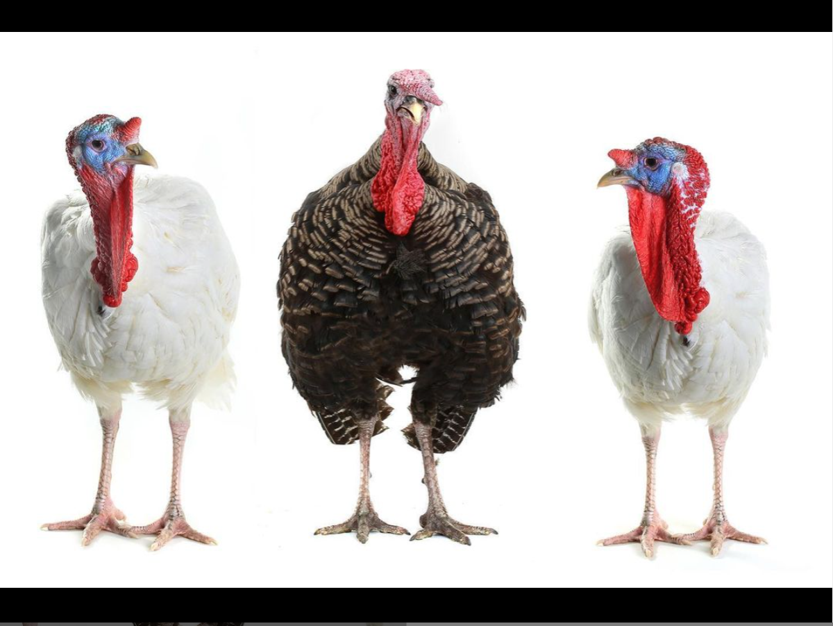 Семья индюков на белом фоне