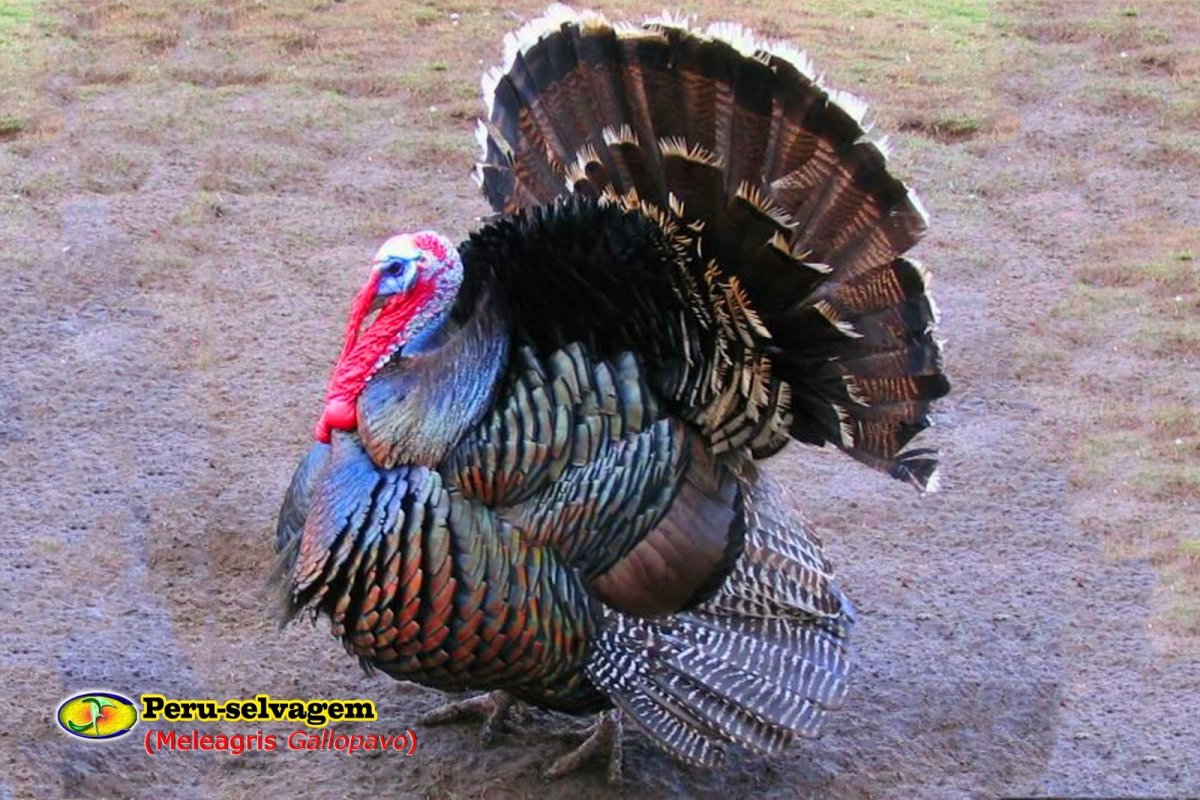 Бронза и голубая индюки